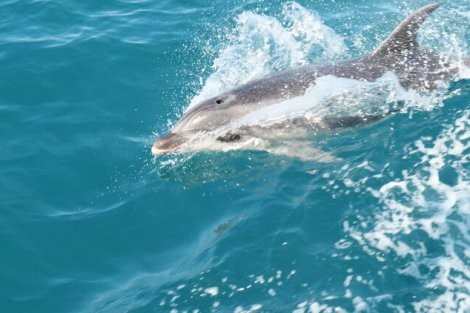 Review img # 39 of the yacht ELVIS MAGIC