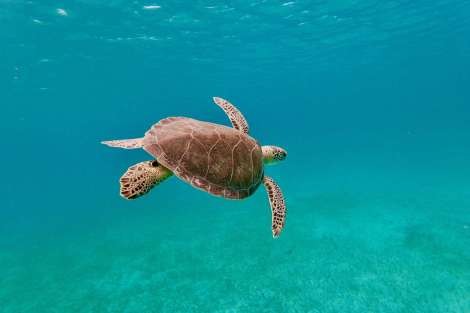 Review img # 46 of the yacht ELVIS MAGIC